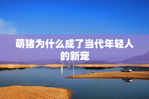 萌猪为什么成了当代年轻人的新宠