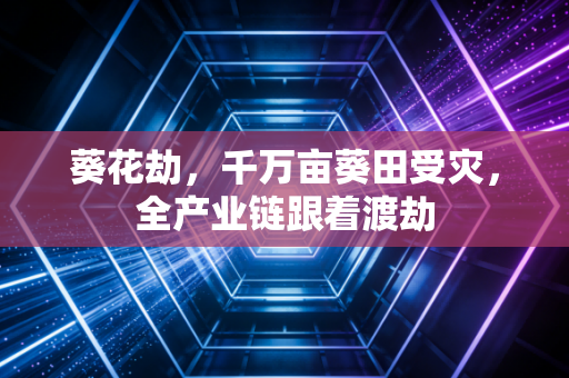 葵花劫，千万亩葵田受灾，全产业链跟着渡劫