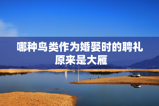 哪种鸟类作为婚娶时的聘礼 原来是大雁