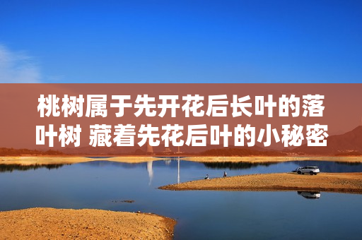 桃树属于先开花后长叶的落叶树 藏着先花后叶的小秘密